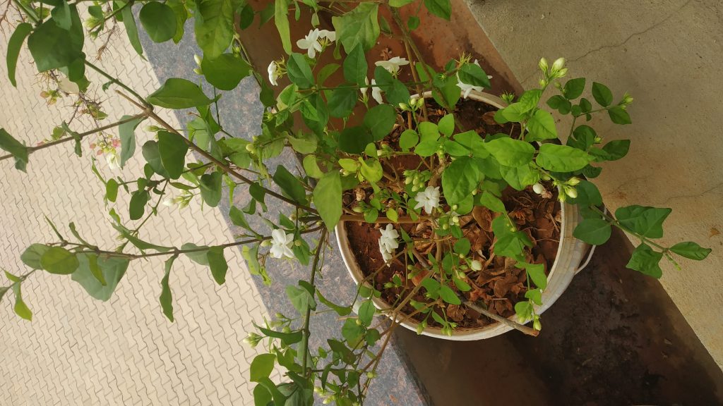 Five Best Vegetables To Grow In Pots, Kitchen Garden In Pots India